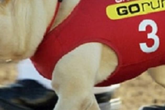 Skechers go run dog commercial on sale