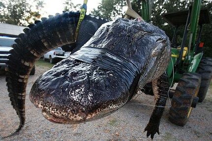 Record Breaking 1 000 Plus Pound Alligator Caught In Alabama River Bleacher Report Latest News Videos And Highlights