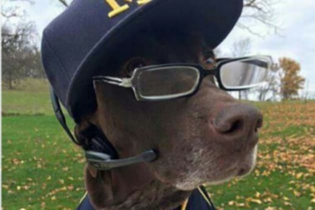 Owners Dress Dog Up as Michigan Head Coach Jim Harbaugh | News, Scores,  Highlights, Stats, and Rumors | Bleacher Report