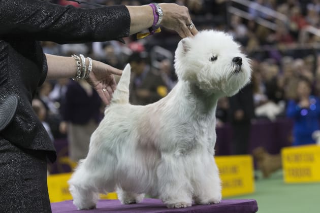 Crufts 2016 sales