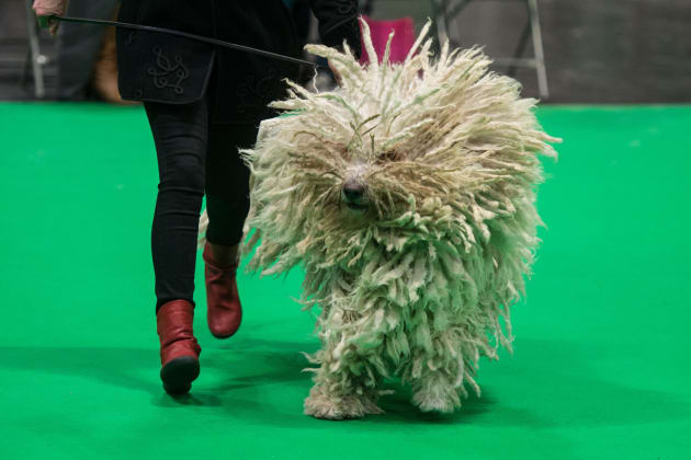 Crufts 2019 hot sale winners list