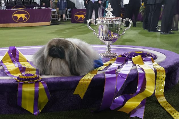 Kennel store club awards