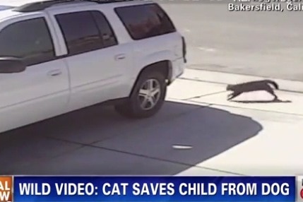 cat protects kid from dog