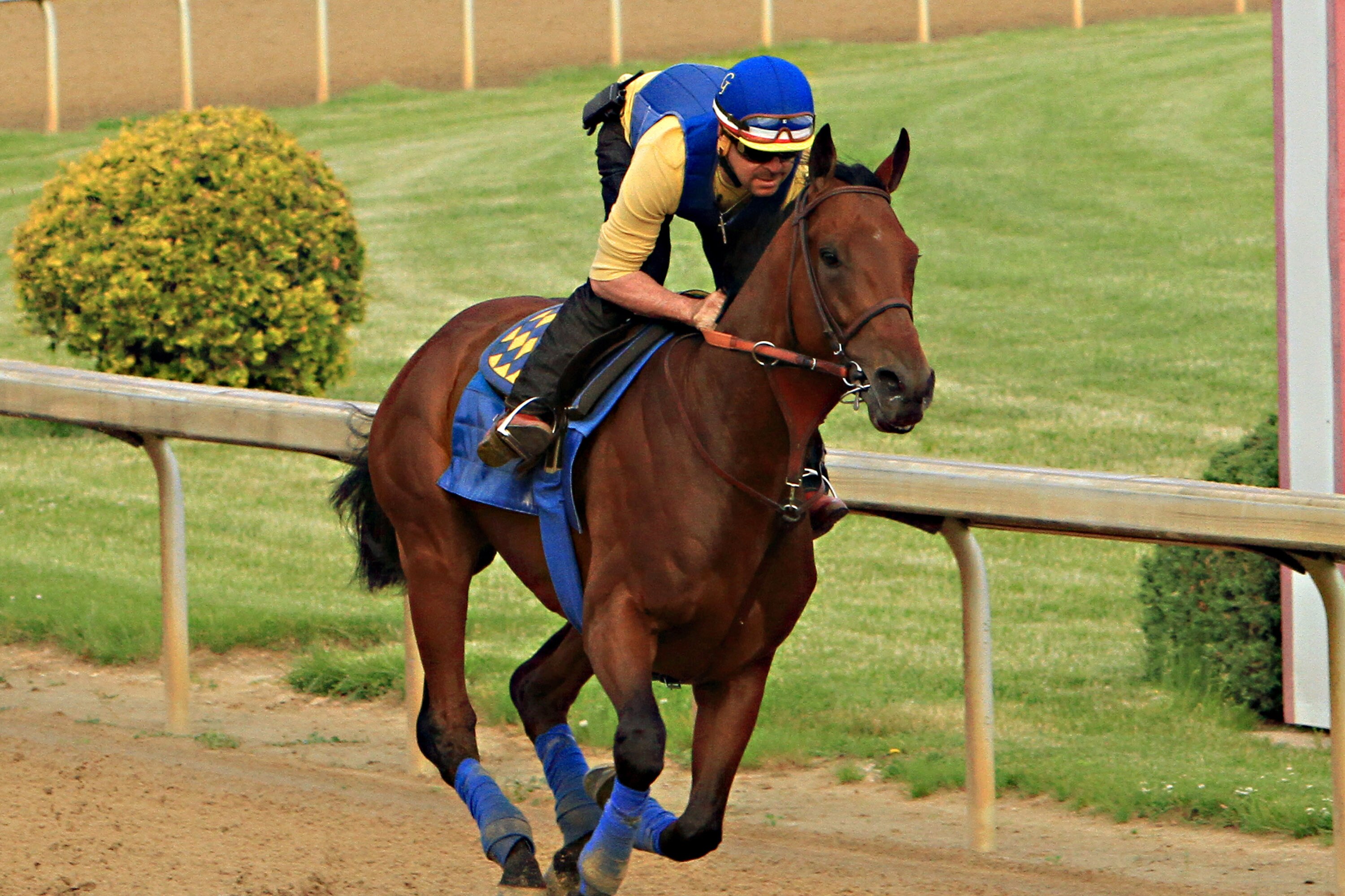 Preakness 2015 Horses Names Pedigree Info And Ratings For All Entries Bleacher Report Latest News Videos And Highlights