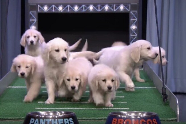 jimmy fallon puppy bowl