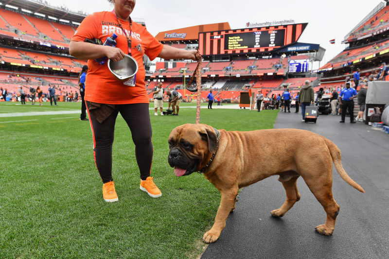Browns Bullmastiff Mascot Swagger Dies At Age 6 Bleacher Report Latest News Videos And Highlights