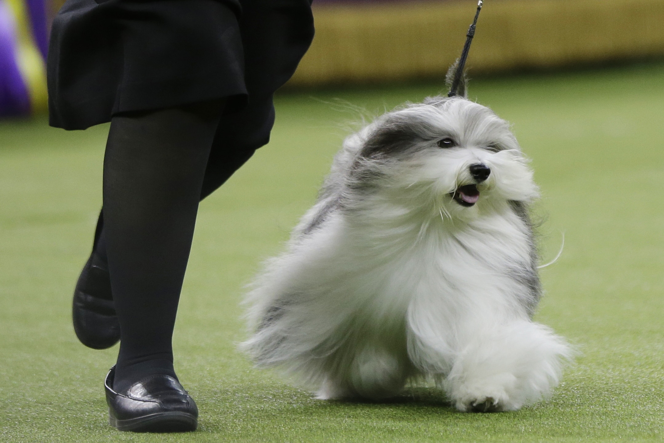 143rd westminster dog show