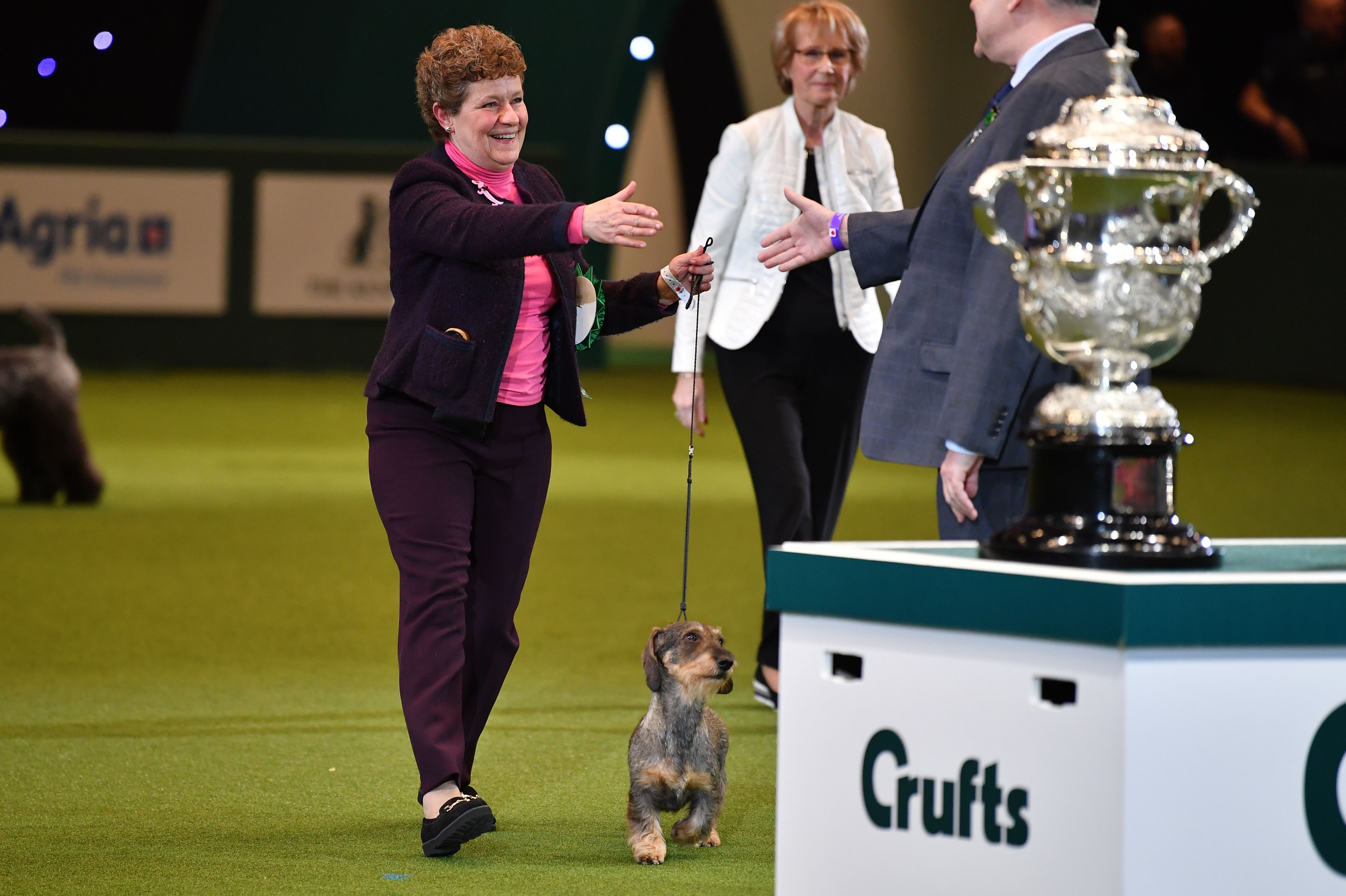 dachshund best in show