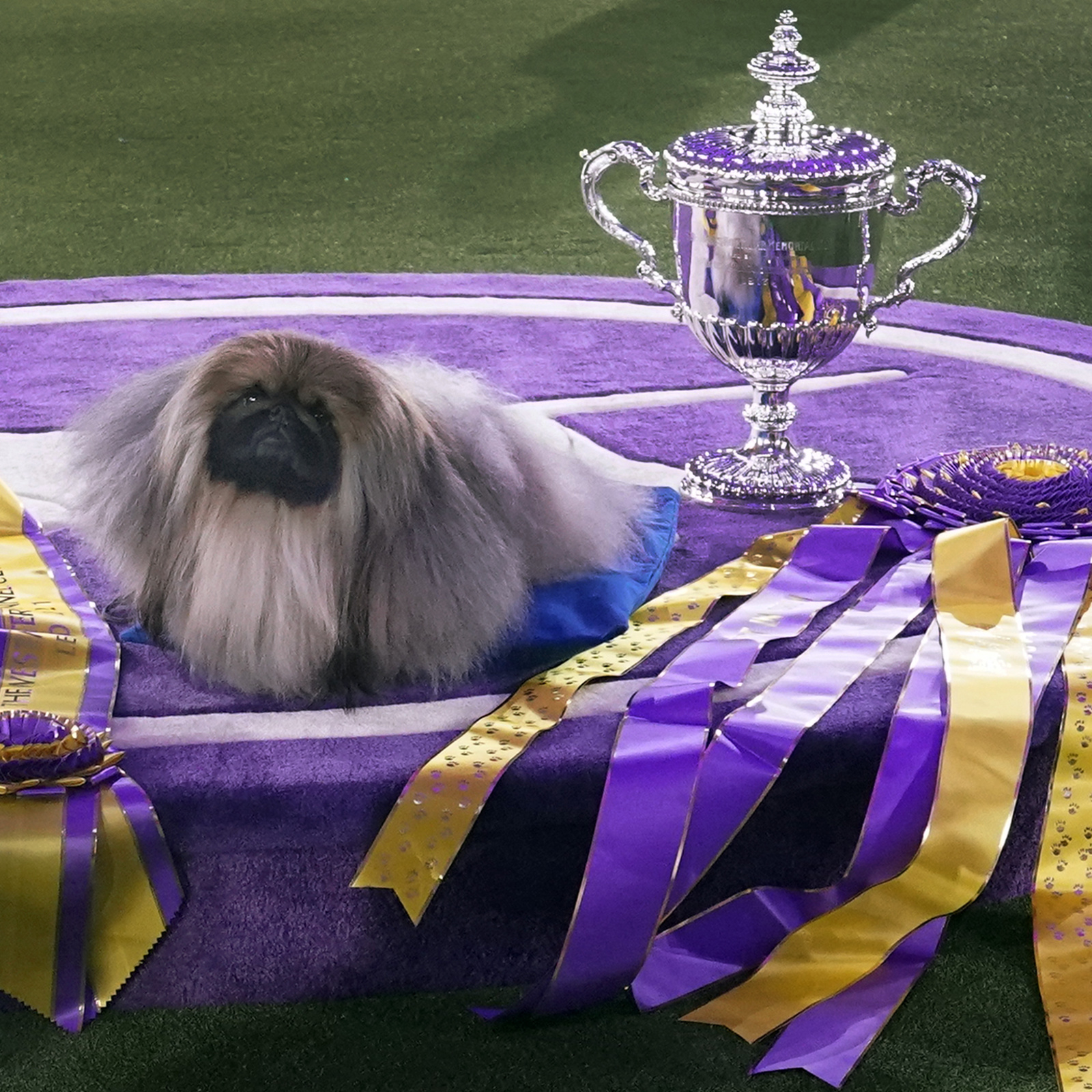 Competitive pets: Vote for the National League's top dog - Purple Row