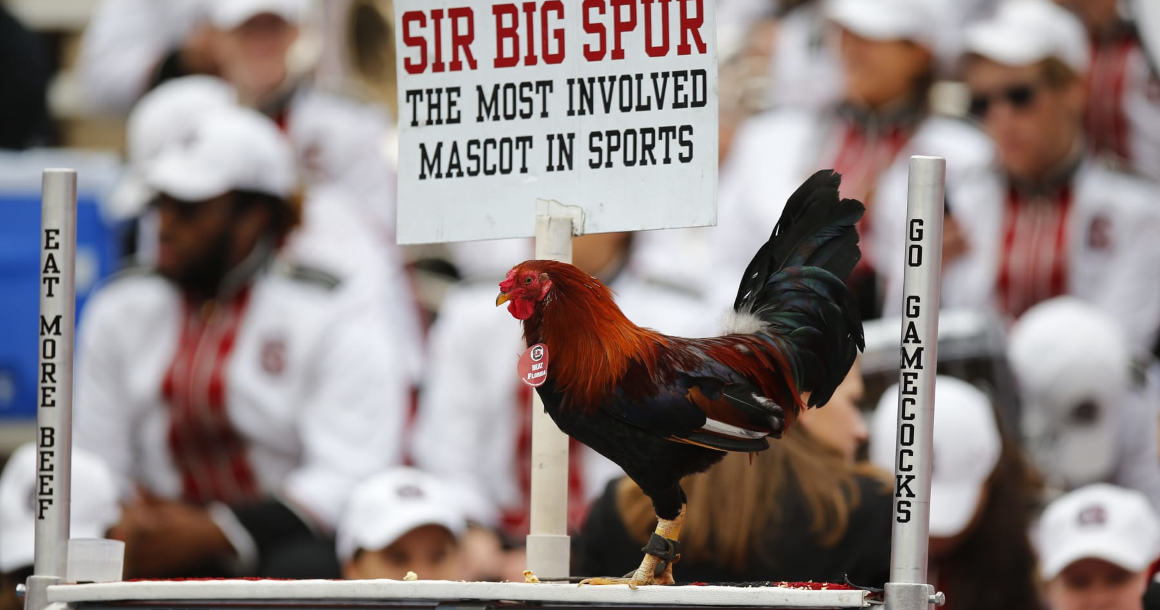 South Carolina Rooster Mascot Getting New Name Over Dispute Between south-carolina-rooster-mascot-getting-new-name-over-dispute-between