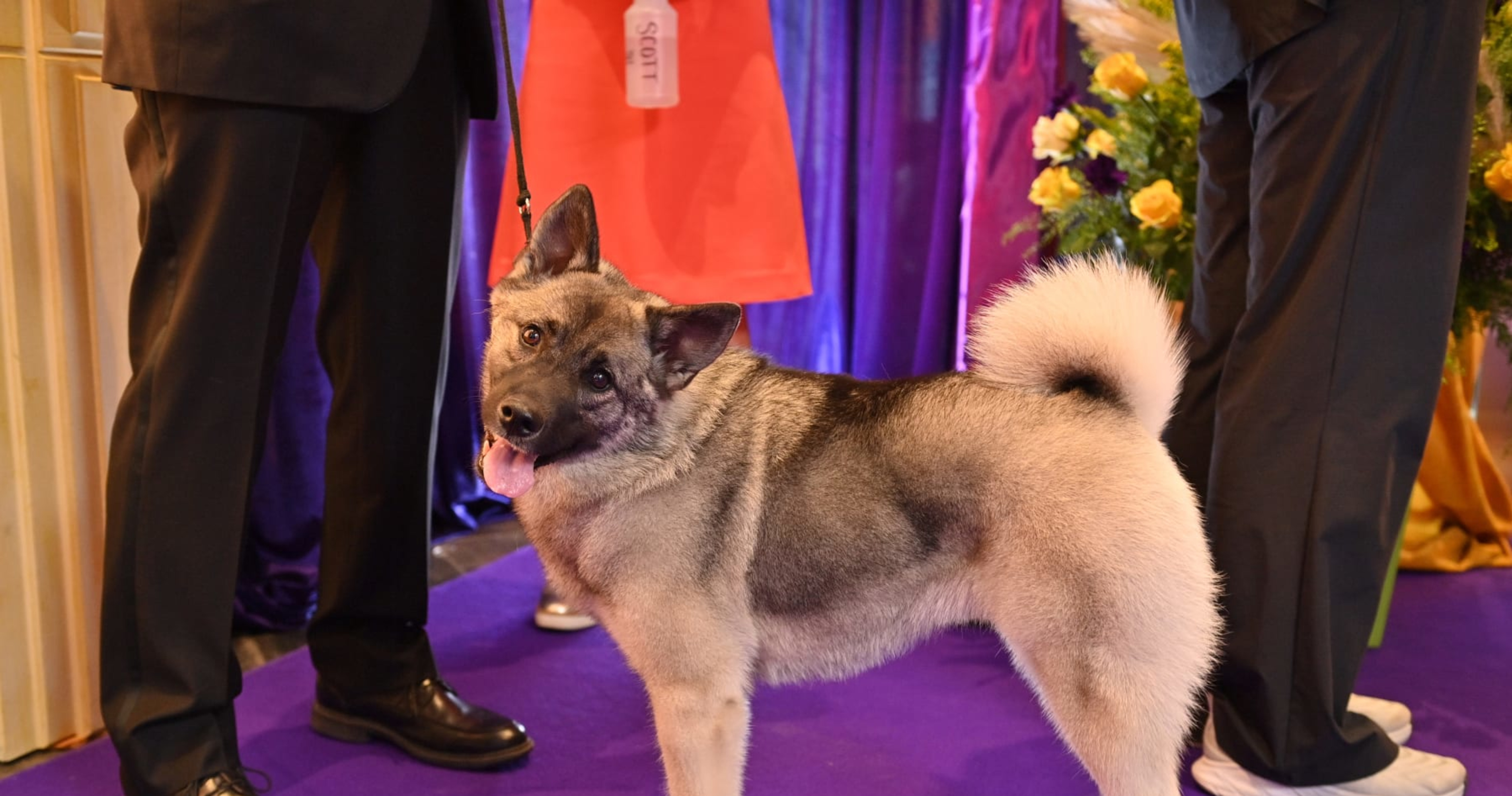 2023 Westminster Dog Show TV Coverage, Live Stream Schedule for
