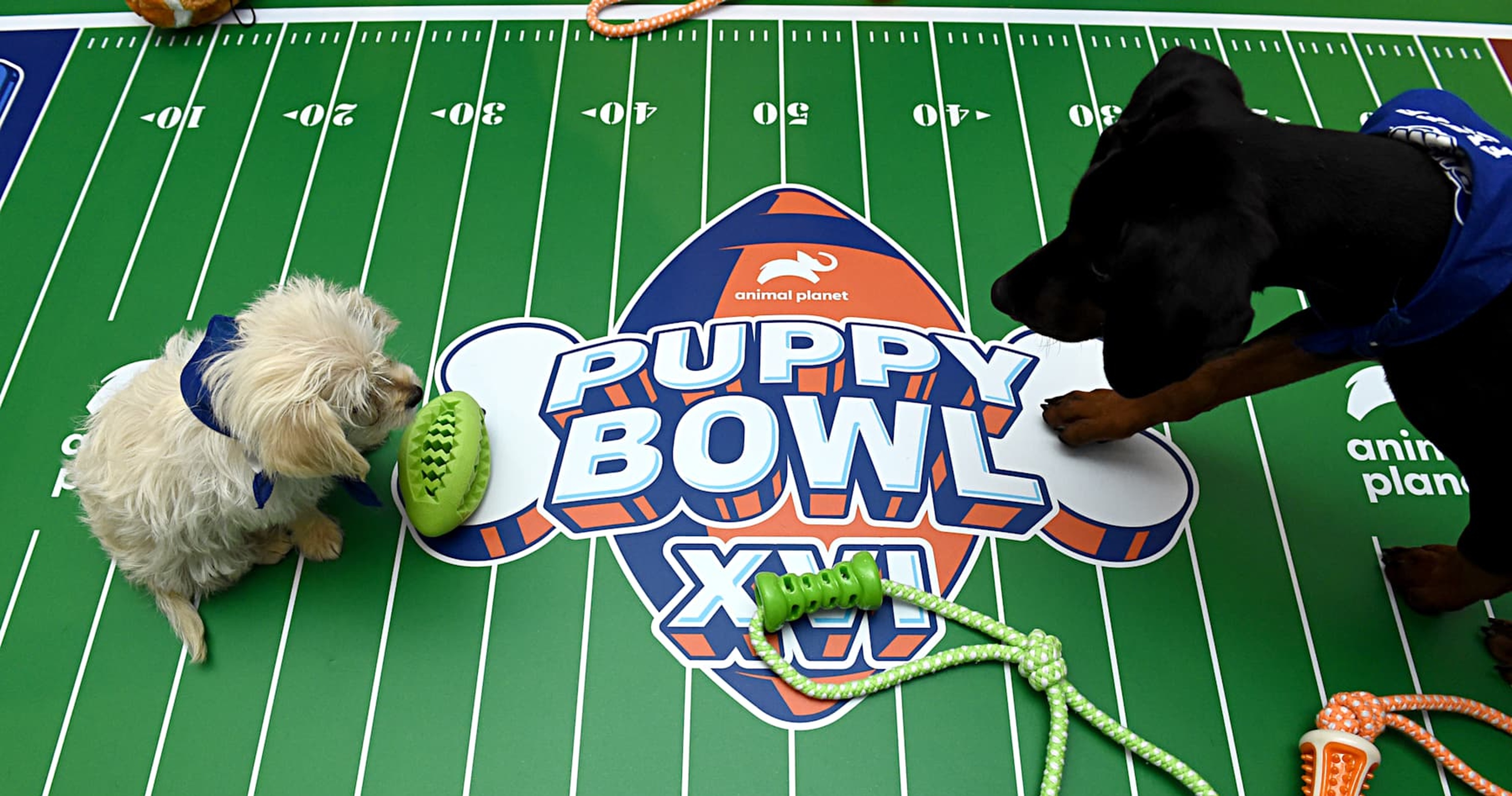 Puppy Bowl 2025 Date, Starting Lineup, TV Schedule and More News