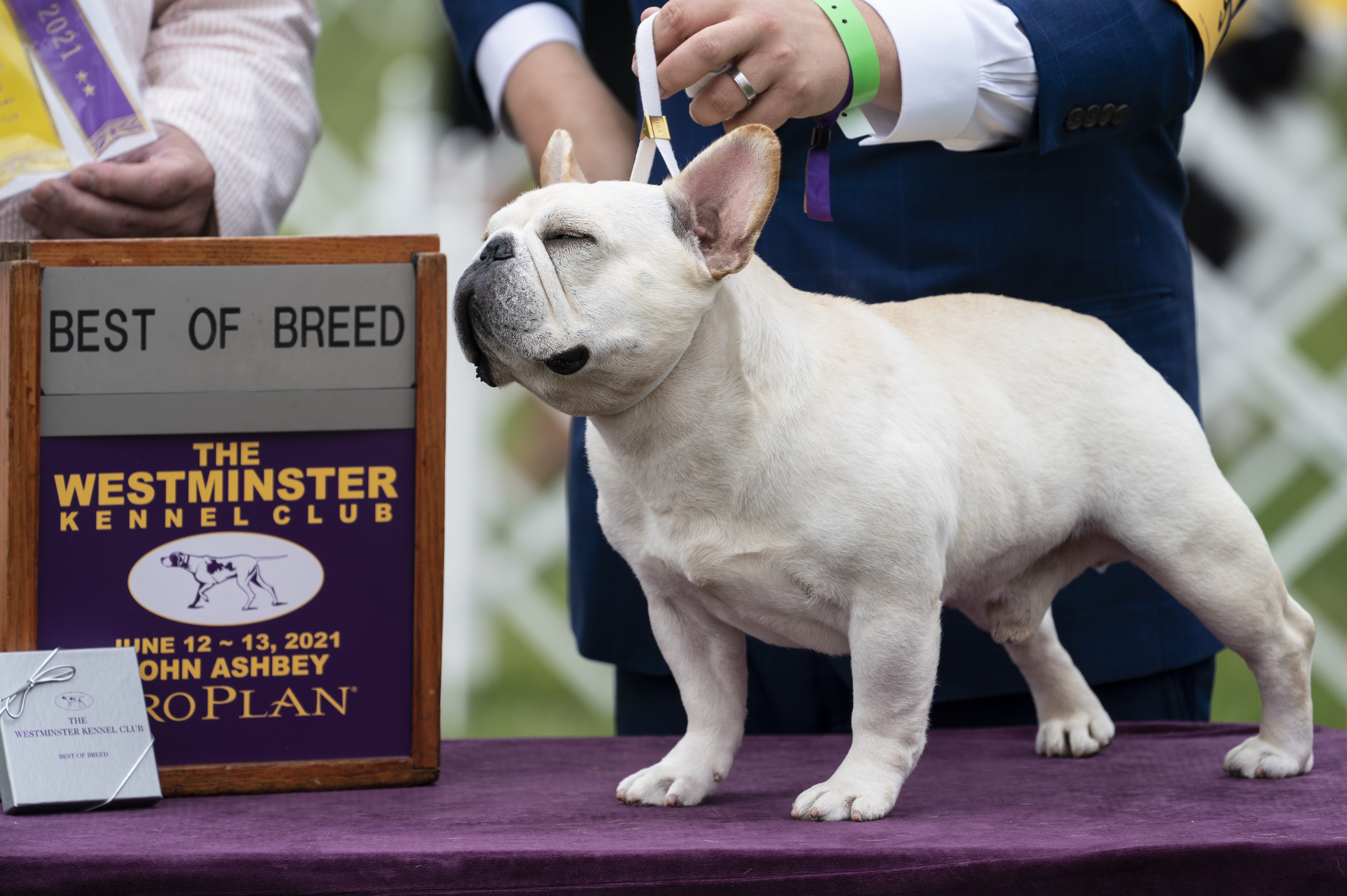 Best in breed sales dog show