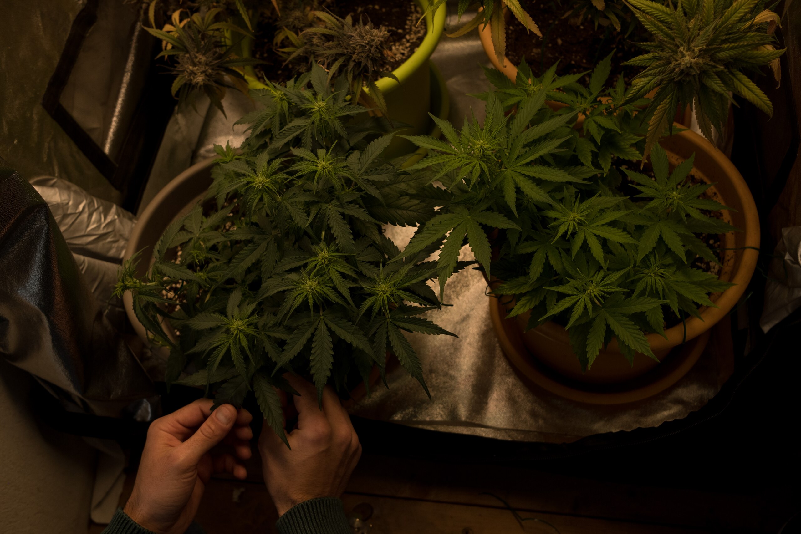VALLETTA, MALTA - JANUARY 22: A man checks on his cannabis plants on January 22, 2022 in Valletta, Malta. The reform, adopted in December 2022 in the Parliament of the small Mediterranean island of Malta, allows the possession of a maximum of seven grams of cannabis and the cultivation of four plants of cannabis per user aged 18 and over. (Photo by Joanna Demarco/Getty Images)