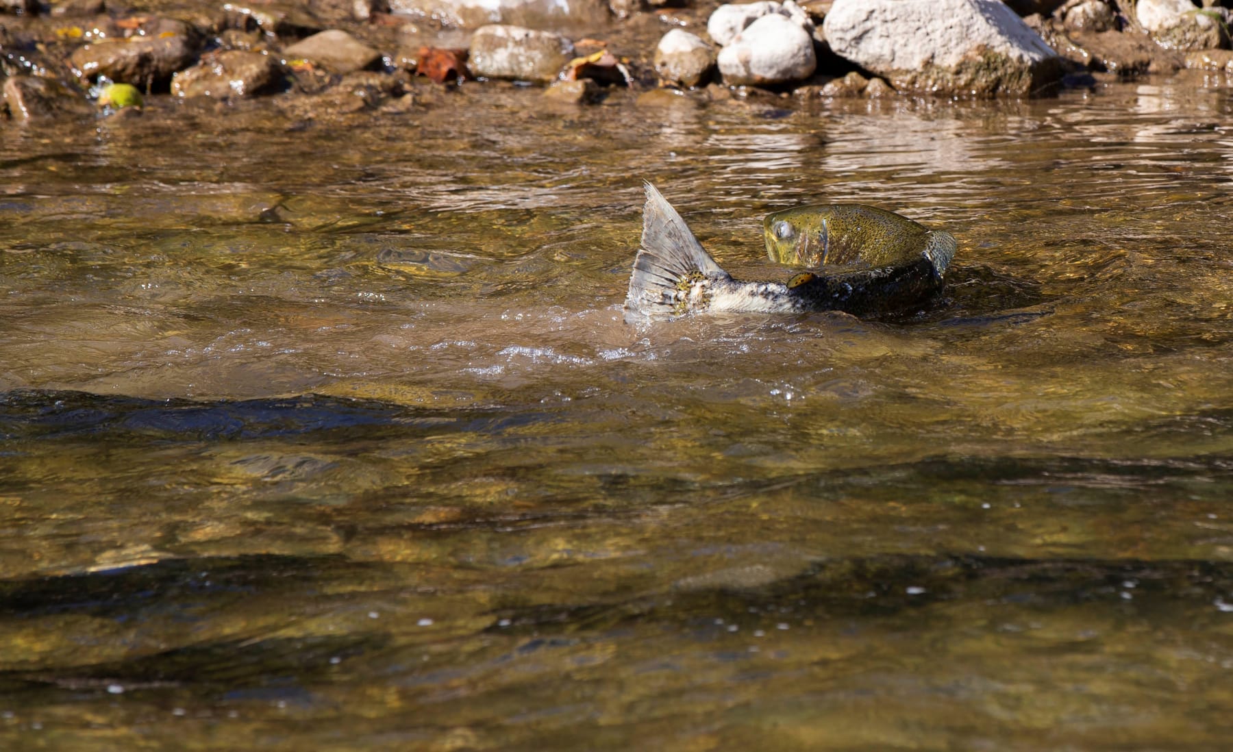 A brown trout migrates to a spawning ground in the Credit River in Mississauga, Ontario, Canada, on Oct. 11, 2022. (Photo by Zou Zheng/Xinhua via Getty Images)