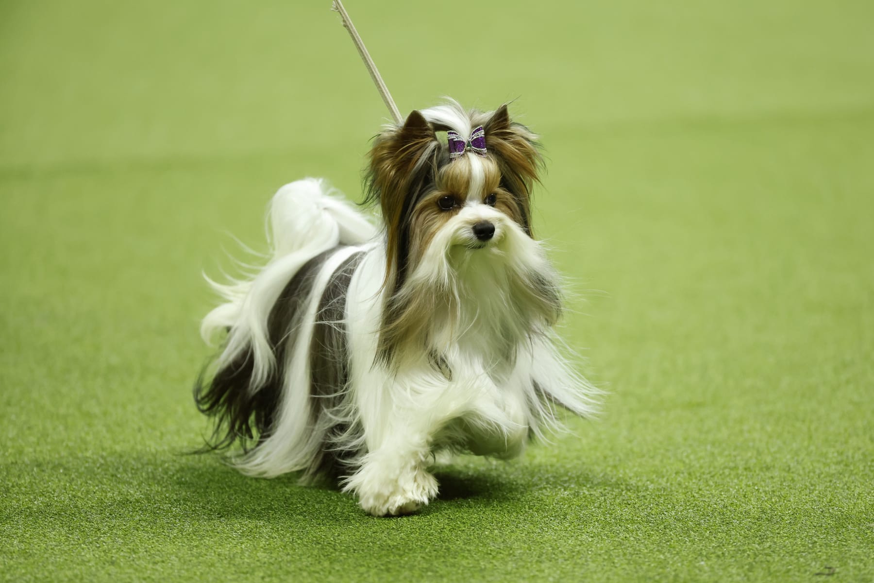 2023 Westminster Dog Show TV Coverage, Live Stream Schedule for Wednesday News, Scores, Highlights, Stats, and Rumors Bleacher Report