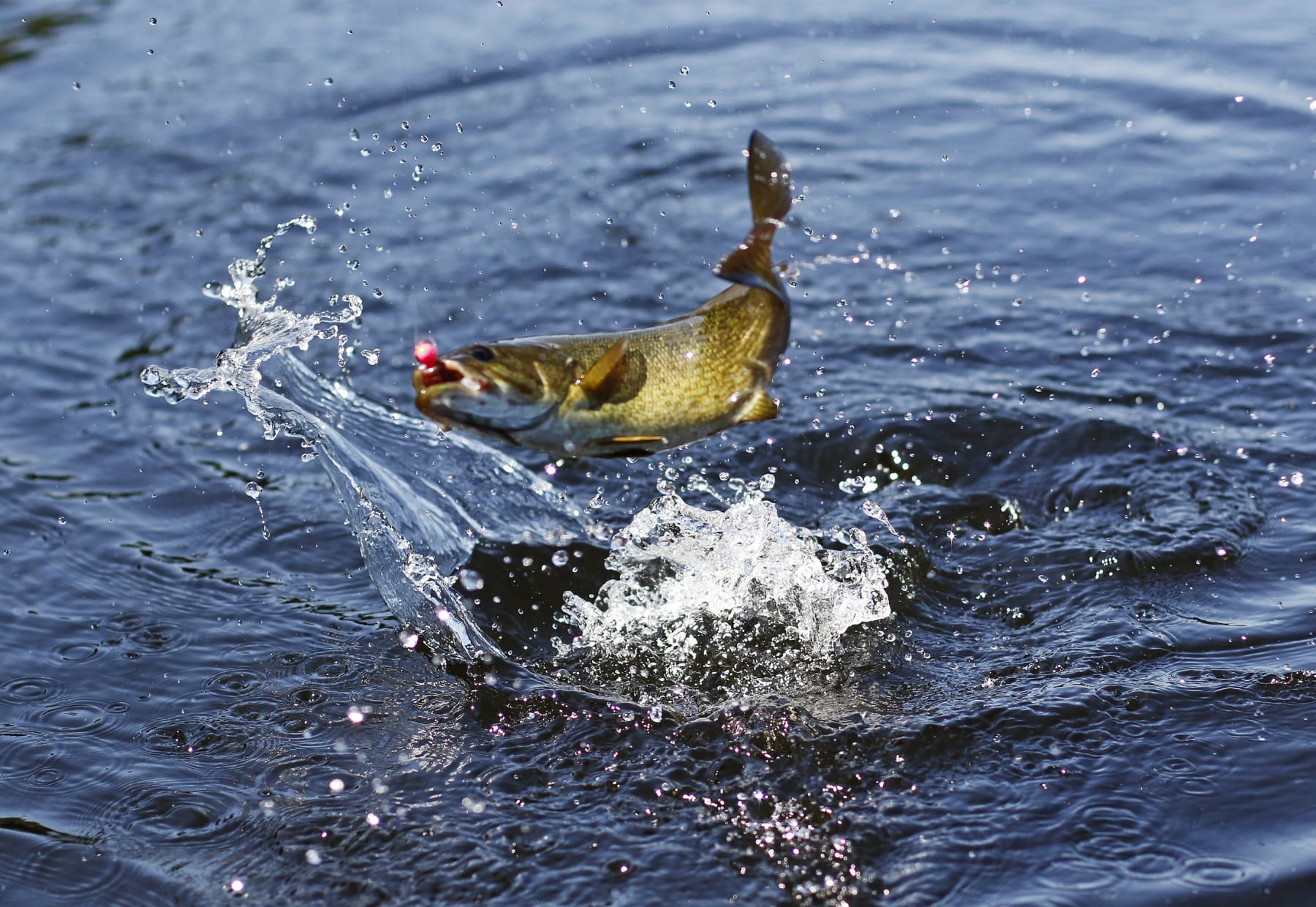 SIDNEY, ME - JULY 9: A smallmouth bass jumps on the line. Scott Davis, Regional Fisheries Biologist, demonstrates how to catch-and-release a fish, without killing it, while fishing for smallmouth bass on the Kennebec River. (Staff photo by Jill Brady/Portland Portland Press Herald via Getty Images)
