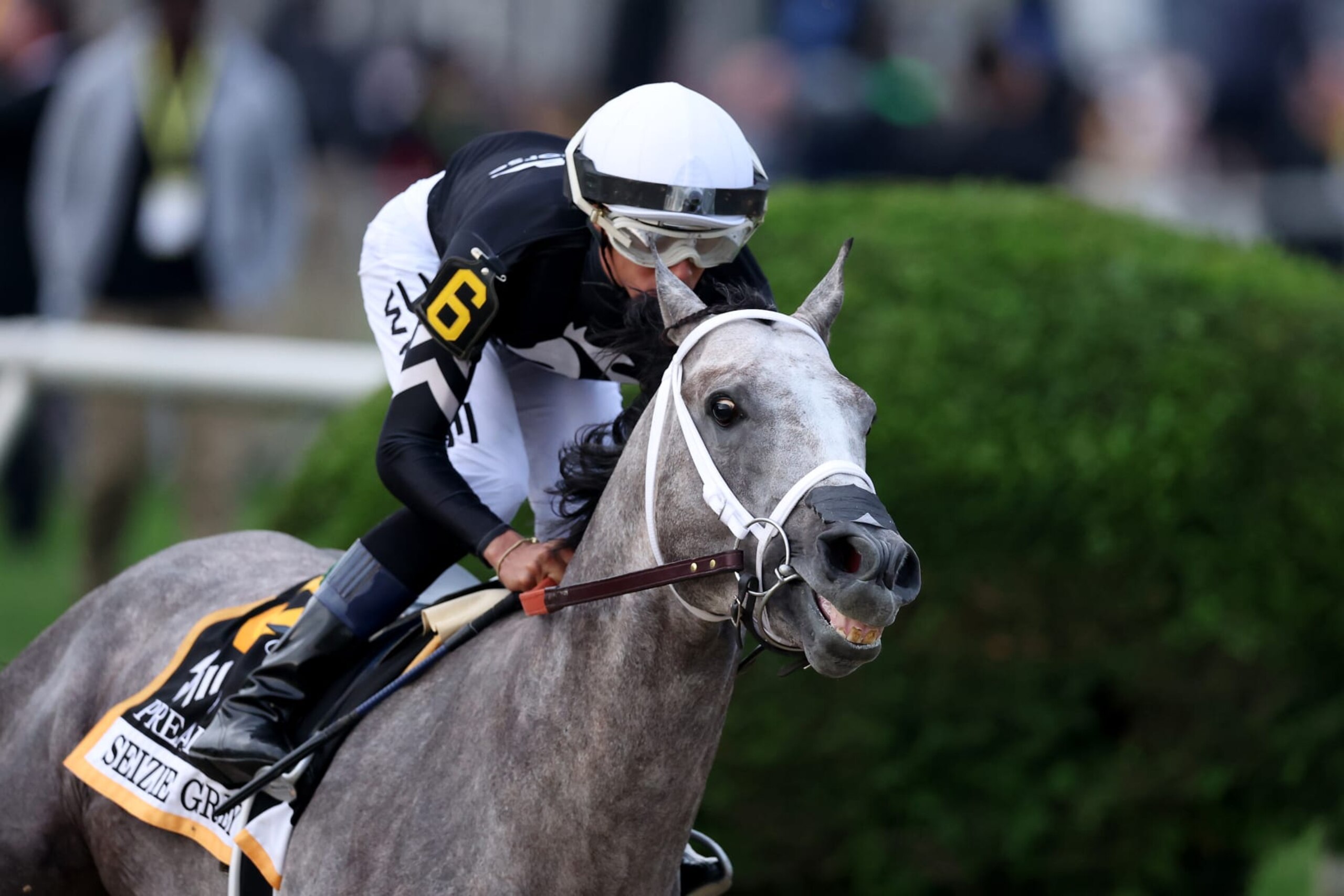 2024 Preakness winner Seize the Grey