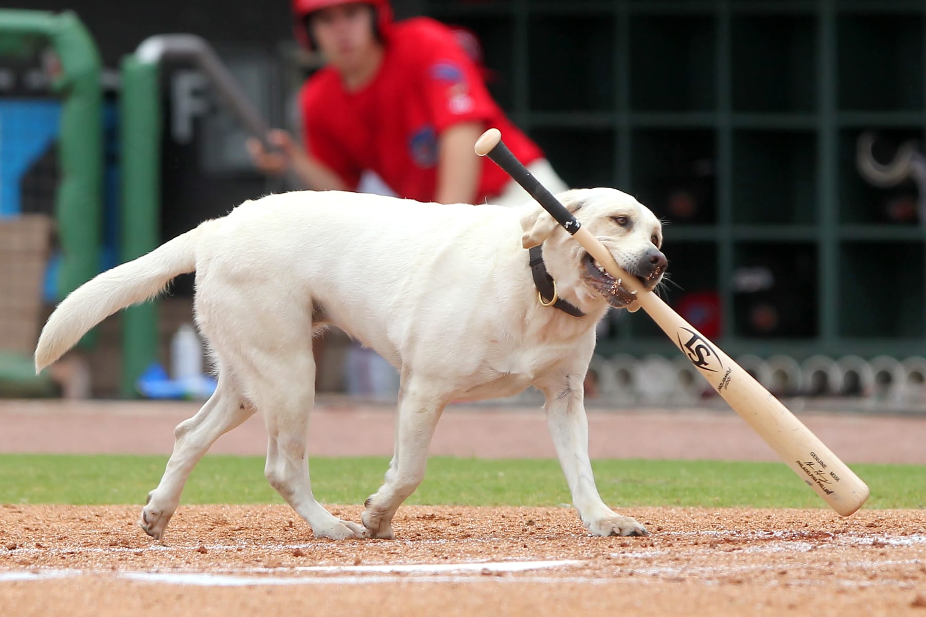 TAMPA, FL - JUNE 03: Layla the bat dogs retrieves Adam Haseley's bat from around home plate during the Florida State League game between the Florida Fire Frogs and the Clearwater Threshers on June 03, 2018, at Spectrum Field in Clearwater, FL. (Photo by Cliff Welch/Icon Sportswire via Getty Images)