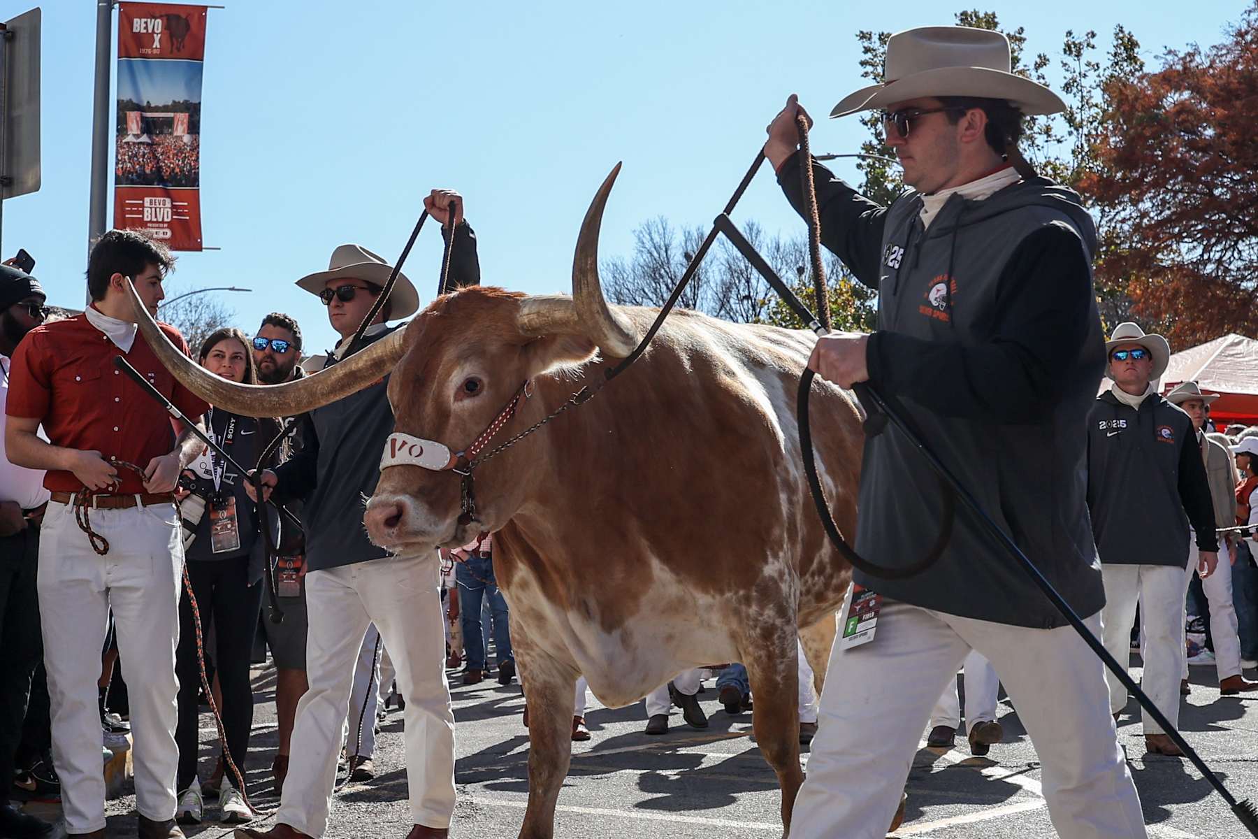 AUSTIN, TX - DECEMBER 21: Bevo is led into the stadium before the CFP First Round game between Texas Longhorns and Clemson Tigers on December 21, 2024, at Darrell K Royal - Texas Memorial Stadium in Austin, TX. (Photo by David Buono/Icon Sportswire via Getty Images)
