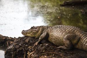 Video: MMA Fighter Mike Dragich Wrestles 10-Foot Alligator Outside Florida School