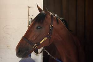 Practical Move Dies After Apparent 'Cardiac Event' Ahead of 2023 Breeders' Cup
