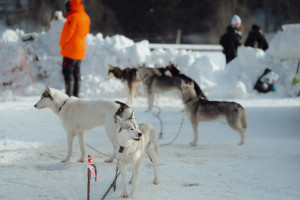Iditarod Musher Dallas Seavey Shoots, Kills Moose During Race After Dog Is Injured