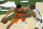 Phoenix Suns guard Devin Booker (1) looks to drive around Milwaukee Bucks forward P.J. Tucker (17) during the first half of Game 4 of basketball's NBA Finals in Milwaukee, Wednesday, July 14, 2021. (AP Photo/Paul Sancya)