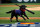 LAS VEGAS, NV - APRIL 05: Finn the bat-dog retrieves a bat during opening night of a Triple-A Minor League Baseball game between the Reno Aces and the Las Vegas Aviators on April 5, 2022 at the Las Vegas Ballpark in Las Vegas, Nevada. (Photo by Jeff Speer/Icon Sportswire via Getty Images)