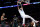 Anthony Davis #3 of the Los Angeles Lakers reacts to his dunk in front of Malcolm Brogdon #13 and Jaylen Brown #7 of the Boston Celtics during a 122-118 loss to the Celtics at Crypto.com Arena on December 13, 2022 in Los Angeles, California. NOTE TO USER: User expressly acknowledges and agrees that, by downloading and/or using this photograph, User is consenting to the terms and conditions of the Getty Images License Agreement. Mandatory Copyright Notice: Copyright 2022 NBAE. (Photo by Harry How/Getty Images)