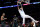 スポーツ Anthony Davis #3 of the Los Angeles Lakers reacts to his dunk in front of Malcolm Brogdon #13 and Jaylen Brown #7 of the Boston Celtics during a 122-118 loss to the Celtics at Crypto.com Arena on December 13, 2022 in Los Angeles, California. NOTE TO USER: User expressly acknowledges and agrees that, by downloading and/or using this photograph, User is consenting to the terms and conditions of the Getty Images License Agreement. Mandatory Copyright Notice: Copyright 2022 NBAE. (Photo by Harry How/Getty Images)