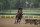 Arabian Knight trains ahead of the Breeders' Cup horse race at Santa Anita Park in Arcadia, Calif., Friday, Oct. 27, 2023. Post positions are drawn and odds are set for the 14 races in the 40th edition of the Breeders' Cup this week at Santa Anita. (AP Photo/Jae C. Hong)