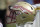 A Florida State helmet sits behind the bench on the sideline during the second half of an NCAA college football game against Syracuse, Saturday, Oct. 14, 2023, in Tallahassee, Fla. (AP Photo/Phelan M. Ebenhack)