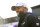 SEATTLE, WASHINGTON - NOVEMBER 06: Head coach Jimmy Lake of the Washington Huskies looks on before the game against the Oregon Ducks at Husky Stadium on November 06, 2021 in Seattle, Washington. (Photo by Steph Chambers/Getty Images)