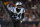 CHICAGO, IL - NOVEMBER 09: Vonn Bell #24 of the Carolina Panthers looks on from the field during an NFL football game against the Chicago Bears at Soldier Field on November 9, 2023 in Chicago, Illinois. (Photo by Cooper Neill/Getty Images)