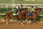 LOUISVILLE, KENTUCKY - APRIL 28: Catalytic runs on the track during the morning training for the Kentucky Derby at Churchill Downs on April 28, 2024 in Louisville, Kentucky. (Photo by Andy Lyons/Getty Images)