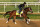 LOUISVILLE, KENTUCKY - APRIL 28: Fierceness runs on the track during the morning training for the Kentucky Derby at Churchill Downs on April 28, 2024 in Louisville, Kentucky. (Photo by Andy Lyons/Getty Images)