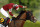 SARATOGA SPRINGS, NEW YORK - JUNE 08: Dornoch with Luis Saez up wins the 156th running of the Belmont Stakes at Saratoga Race Course on June 08, 2024 in Saratoga Springs, New York. The race was moved to Saratoga while Belmont Park undergoes renovations. (Photo by Sarah Stier/Getty Images)