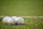 CLEVELAND, OHIO – AUGUST 5: Major League Baseball officials sit on the grass near the first base line before the game between the Cleveland Guardians and the Arizona Diamondbacks at Progressive Field on August 5, 2024 in Cleveland, Ohio. (Photo by Jason Miller/Getty Images)