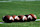 COLUMBIA, SC - SEPTEMBER 01: Wilson footballs are lined up on the field prior to the game between the Coastal Carolina Chanticleers and the South Carolina Gamecocks at Williams-Brice Stadium on September 1, 2018 in Columbia, South Carolina. SC won 49-15. (Photo by Lance King/Getty Images)
