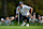 MONTREAL, QUEBEC - SEPTEMBER 26: Team USA's Scottie Scheffler makes a putt on the fourth green during Thursday's four-ball games on the first day of the 2024 Presidents Cup at Royal Montreal Golf Club on September 26, 2024 in Montreal, Quebec, Canada. (Photo by Minas Panagiotakis/Getty Images)