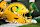 WEST LAFAYETTE, IN - OCTOBER 18: An Oregon Ducks player picks up his helmet before the college football game between the Oregon Ducks and the Purdue Boilermakers on October 18, 2024, at Ross-Ade Stadium in West Lafayette, Indiana. (Photo by Michael Allio/Icon Sportswire via Getty Images)