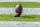 PALO ALTO, CA - OCTOBER 26:  A closeup view of an American football on a kicking tee before an ACC  college football game between the Stanford Cardinal and the Wake Forest Demon Deacons on October 26, 2024 at Stanford Stadium in Palo Alto, California.  (Photo by David Madison/Getty Images)