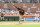 DETROIT, MI - JULY 23: San Diego Padres starting pitcher Joe Musgrove (44) pitches during the third inning of a regular season Major League Baseball game between the San Diego Padres and the Detroit Tigers on July 23, 2023 at Comerica Park in Detroit, Michigan. (Photo by Scott W. Grau/Icon Sportswire via Getty Images)