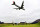 TROON, SCOTLAND - JULY 15:  A plane flies over the 8th green during the second round on day two of the 145th Open Championship at Royal Troon on July 15, 2016 in Troon, Scotland.  (Photo by Stuart Franklin/Getty Images)