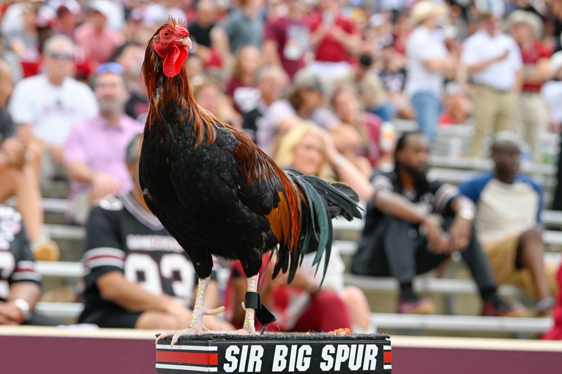 WayTooEarly College Football Upset Picks for 2024