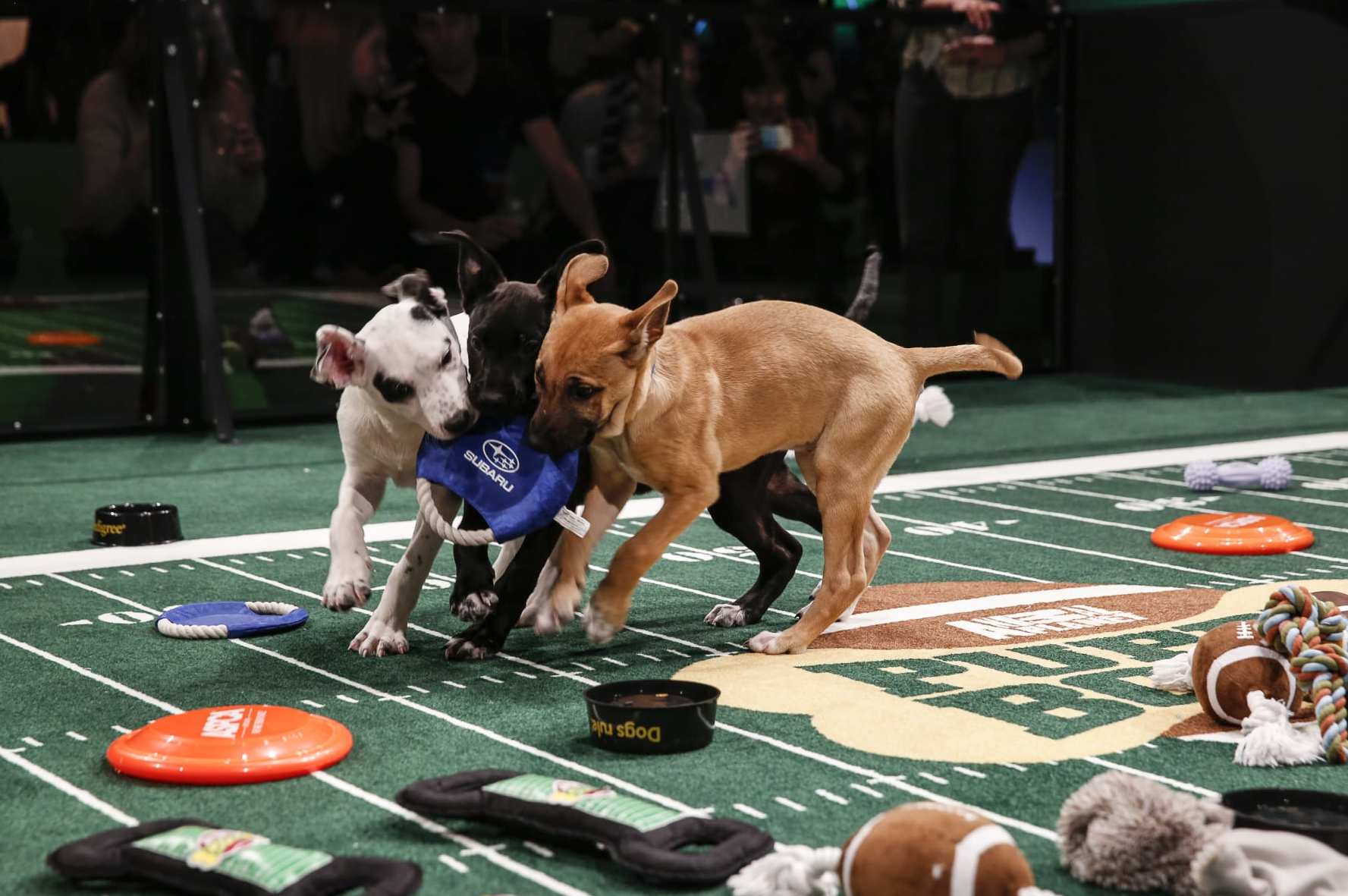 Puppy Pick'Em is happening today at CHS with 979 ESPN radio and  iHeartRadio! These furry athletes will pick the Super Bowl winner in a bit!