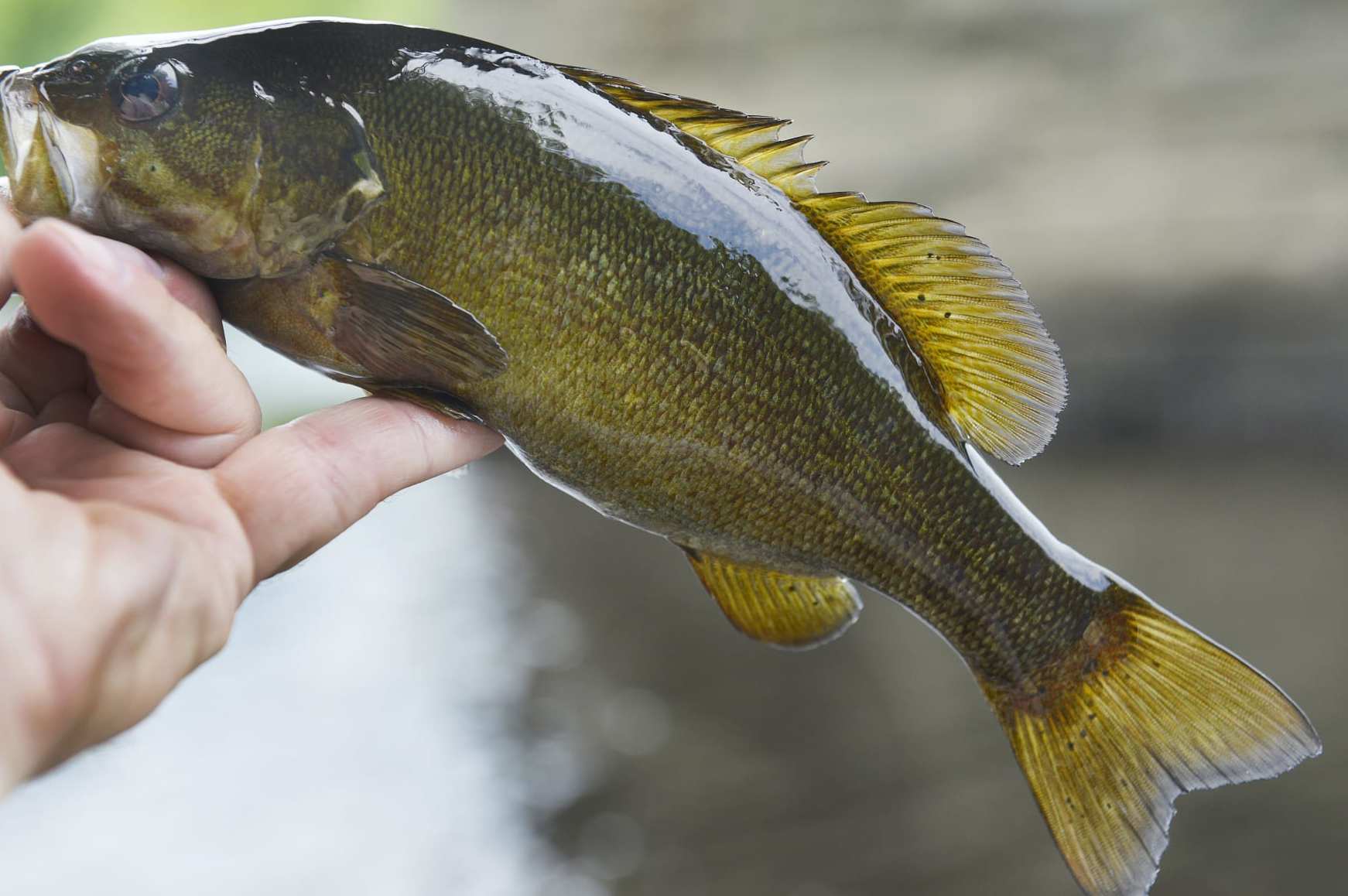 LEWISTON, ME - JUNE 24: Registered Maine Guide Macauley Lord and his friend Mike Kolster fish for smallmouth bass from float tubes in the Androscoggin River in Lewiston, Maine. Many of the smallmouth bass are not large but put up a good fight on light fly rods. (Photo by John Ewing/Portland Portland Press Herald via Getty Images)
