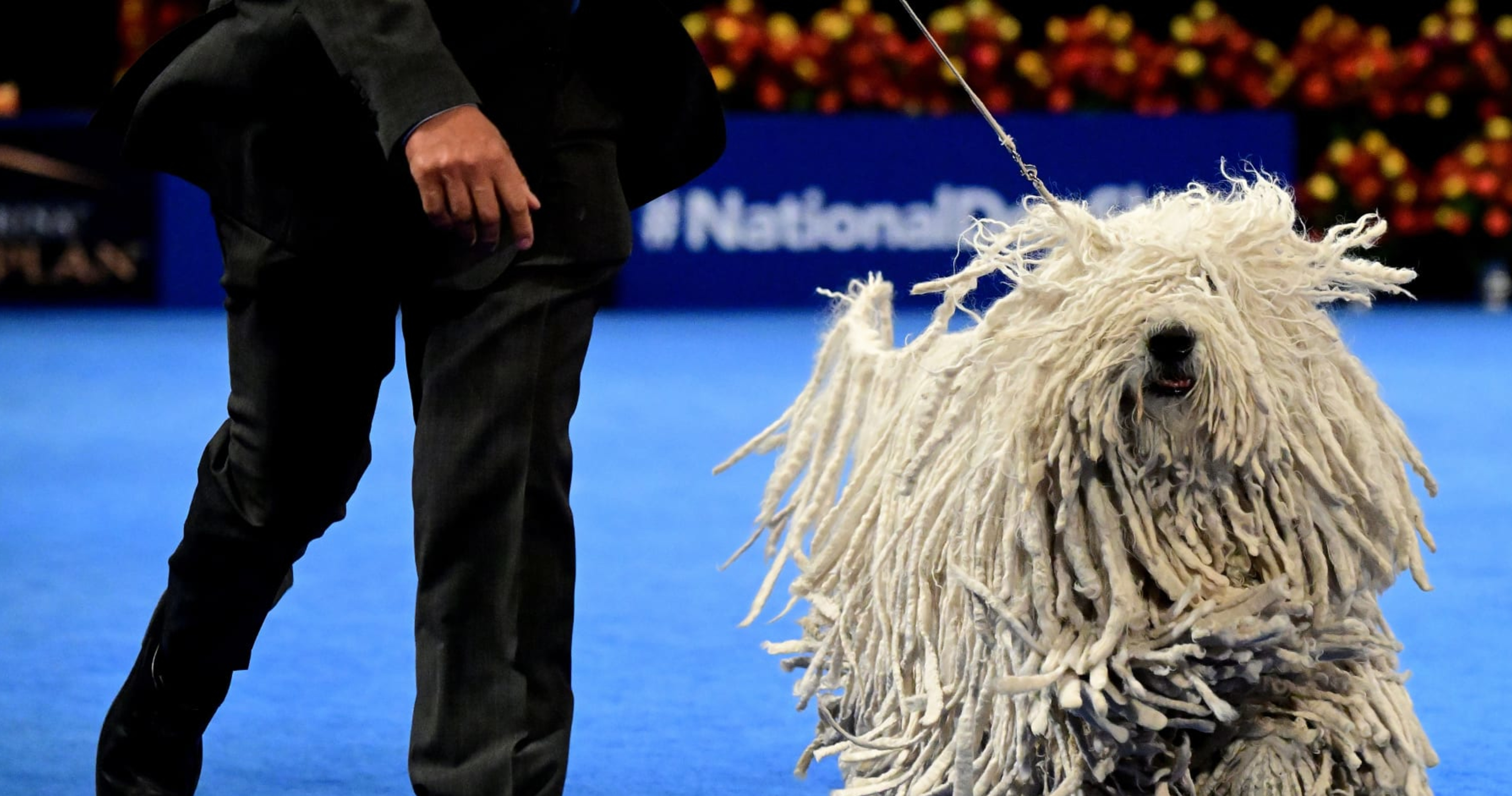 National Dog Show 2022 TV Schedule Live Stream Top Breeds and More News Scores Highlights Stats and Rumors Bleacher Report