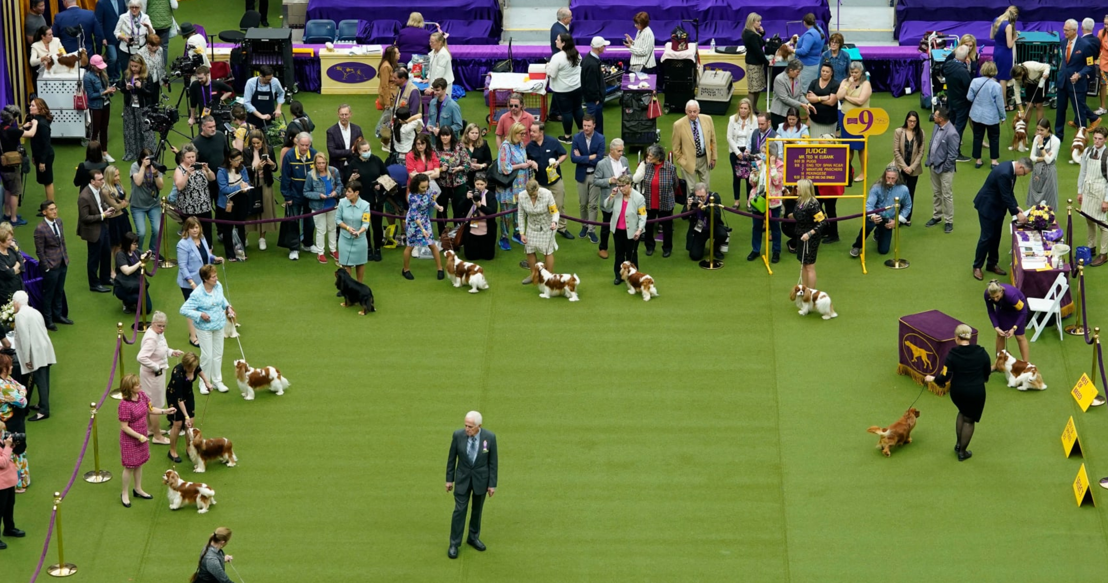Westminster Dog Show 2023 Results Best of Breed Winners and Monday